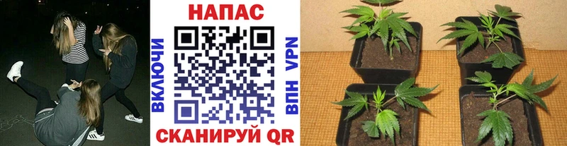МАРИХУАНА VHQ  как найти закладки  Нарьян-Мар 